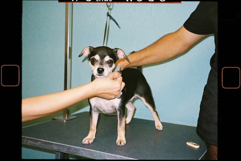 A small dog standing on a grooming table being brushed