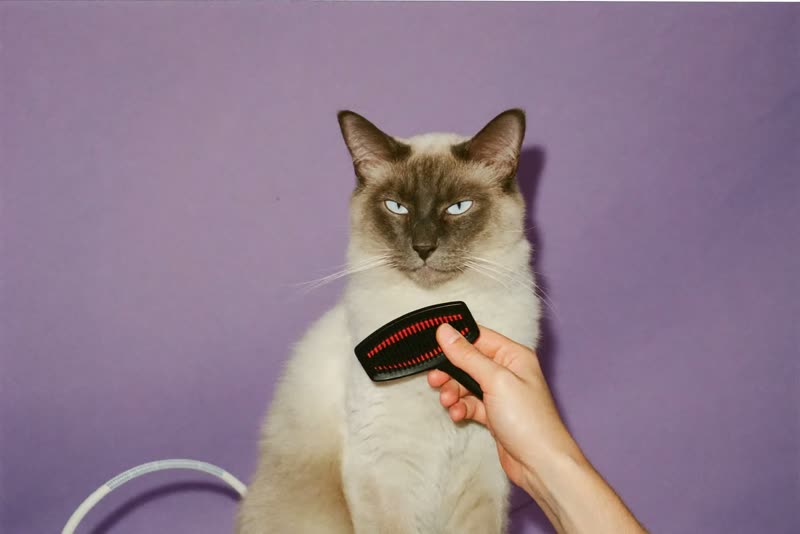 A long-coated cat sitting calmly with a smoothly brushed coat