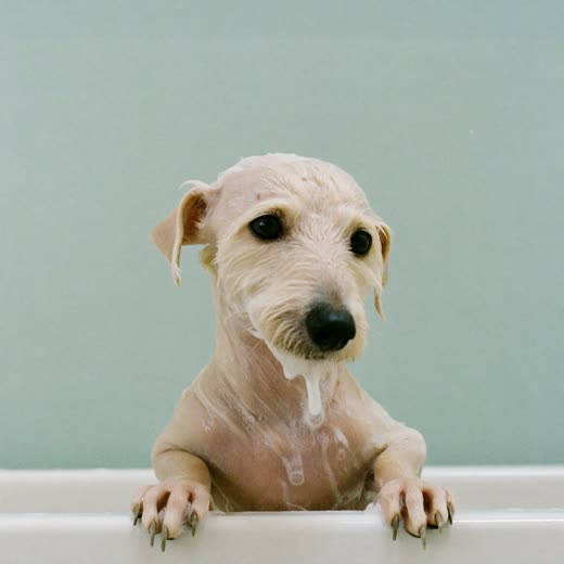 A small terrier being bathed, fur wet and soapy