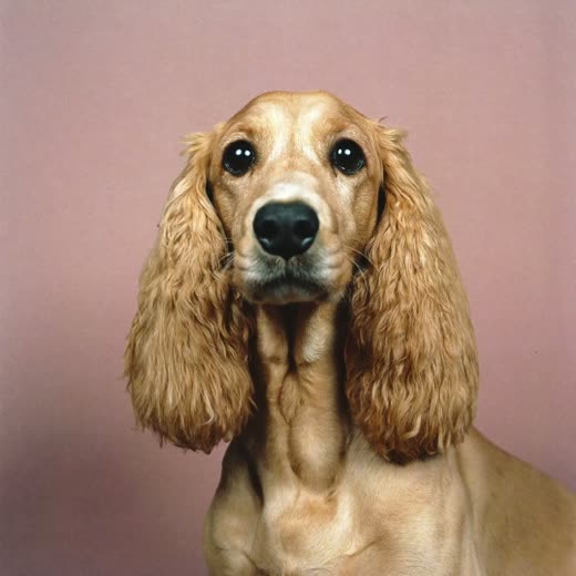 A cockapoo with a freshly clipped, tidy coat
