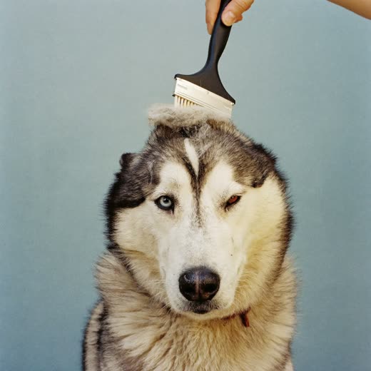 A thick-coated husky being brushed during a de-shedding groom